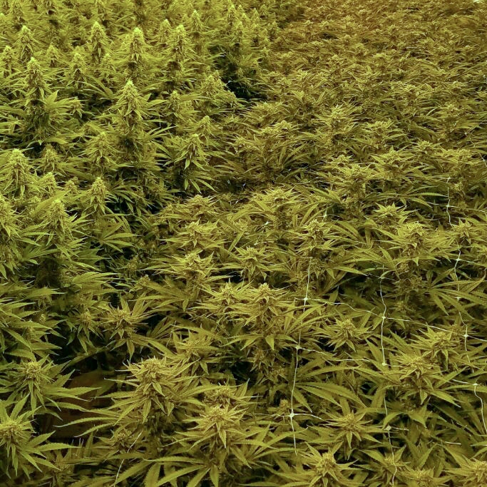 Medicinal Cannabis Crops